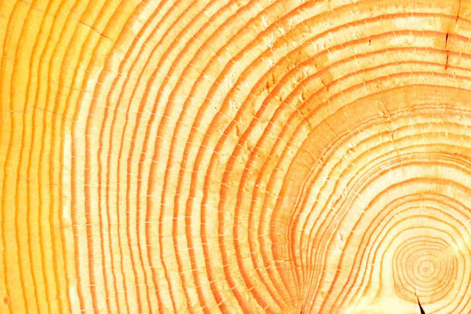 Pino Amarillo